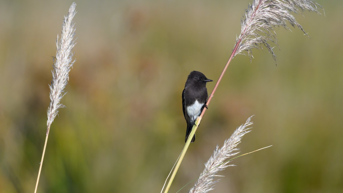 Black Phoebe - ML646672152
