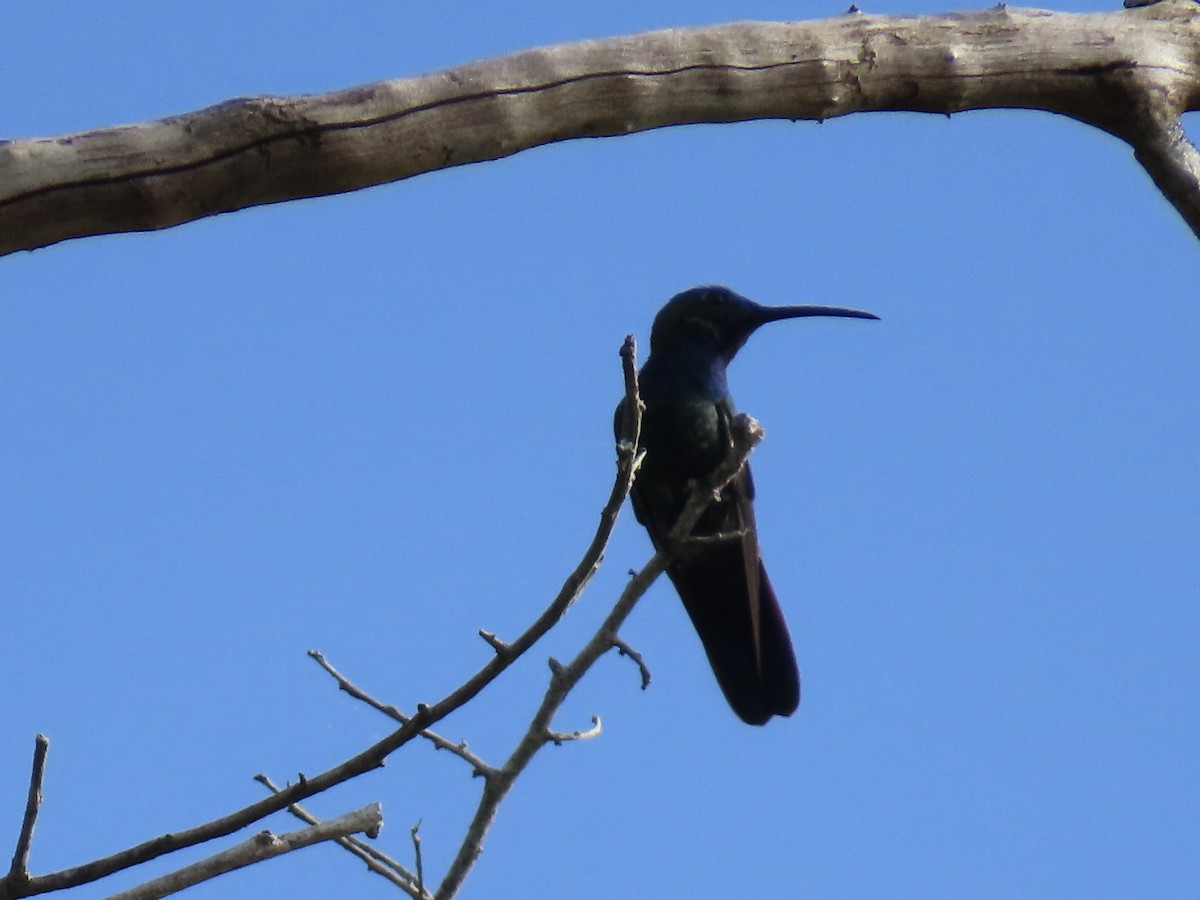 Veraguan Mango - ML646672155