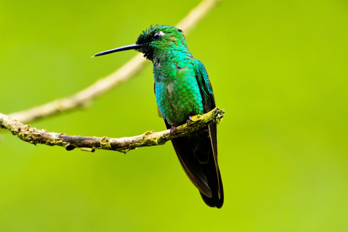 Green-crowned Brilliant - ML646672156