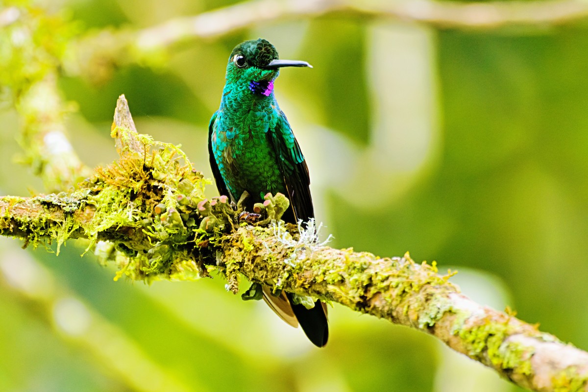 Green-crowned Brilliant - ML646672157