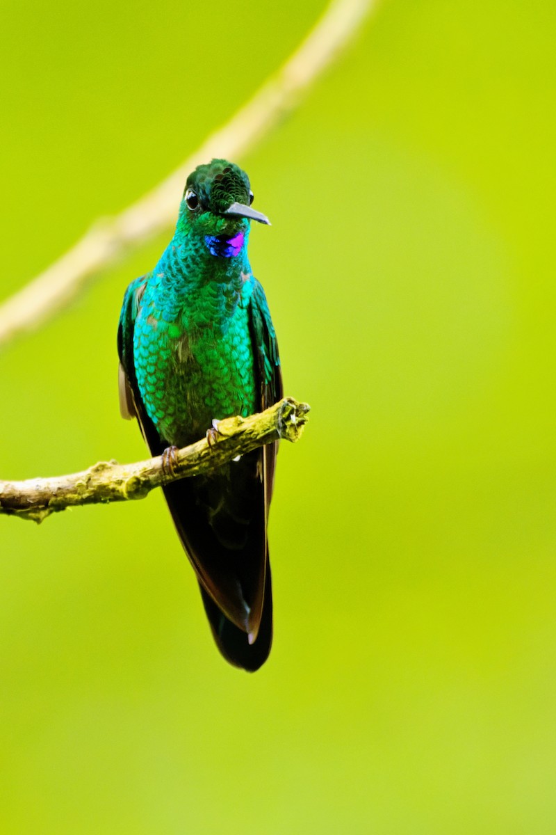 Green-crowned Brilliant - ML646672158