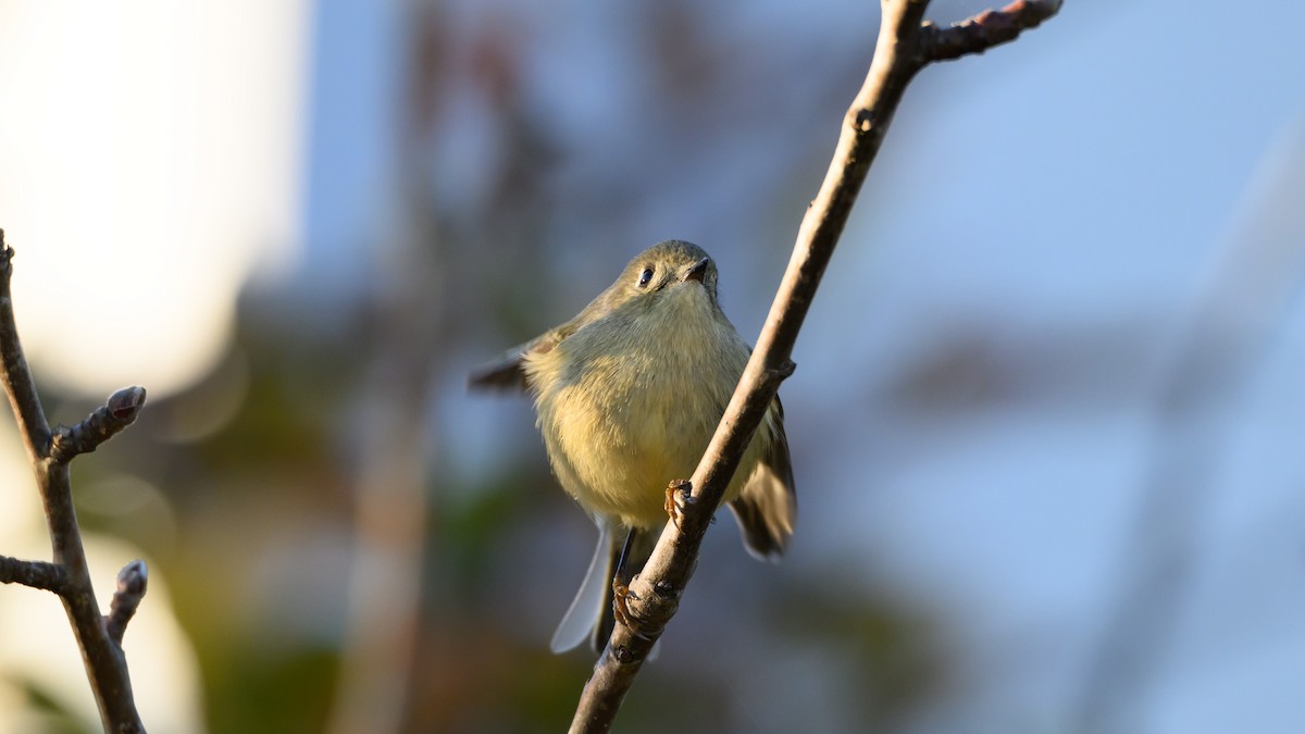 Ruby-crowned Kinglet - ML646672159
