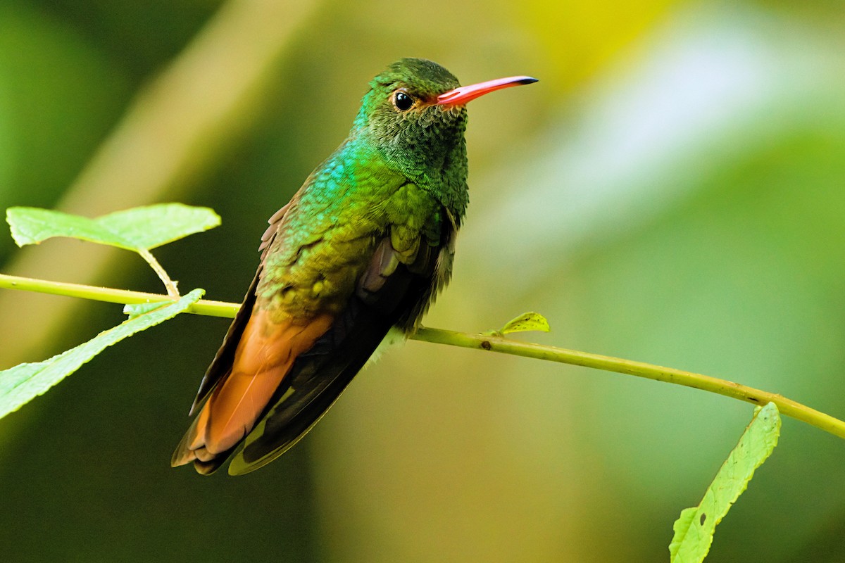 Rufous-tailed Hummingbird - ML646672160
