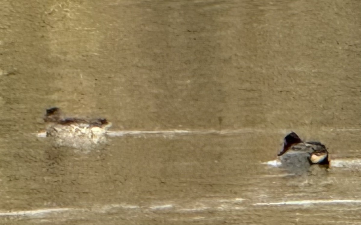 Чирянка мала - ML646672161