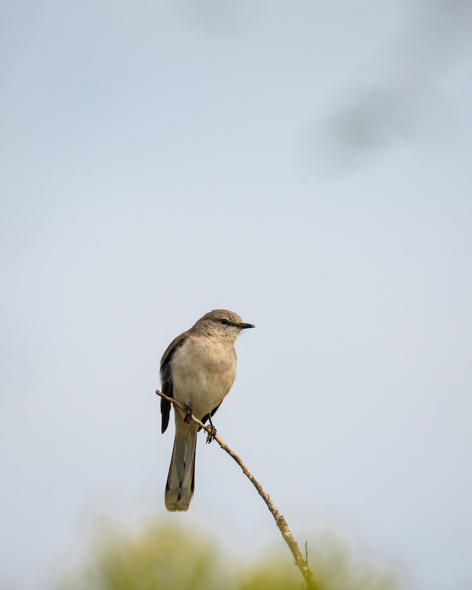 Northern Mockingbird - ML646672162