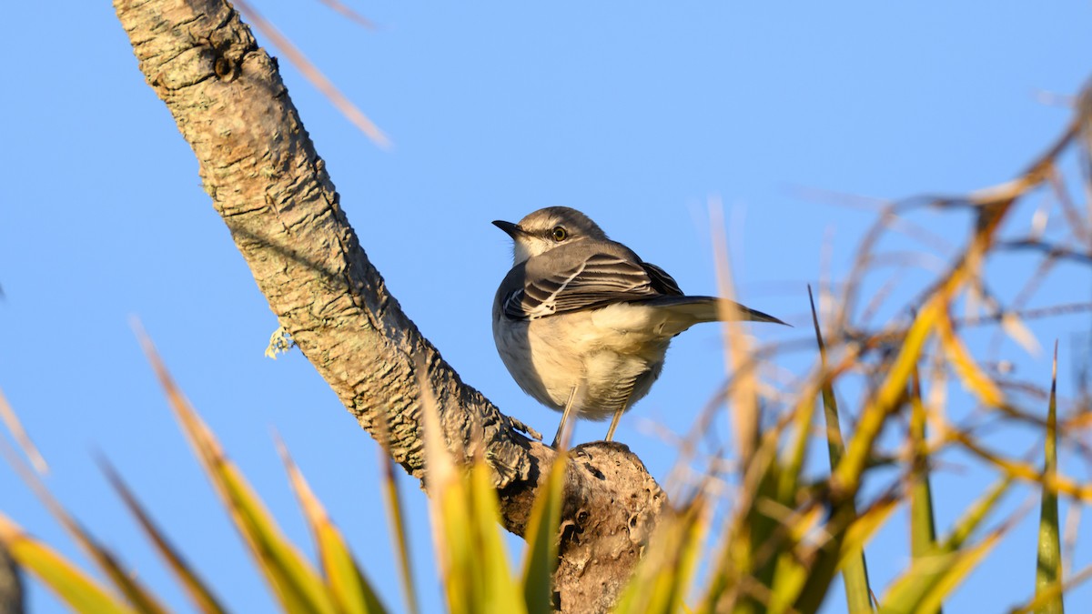 Northern Mockingbird - ML646672163