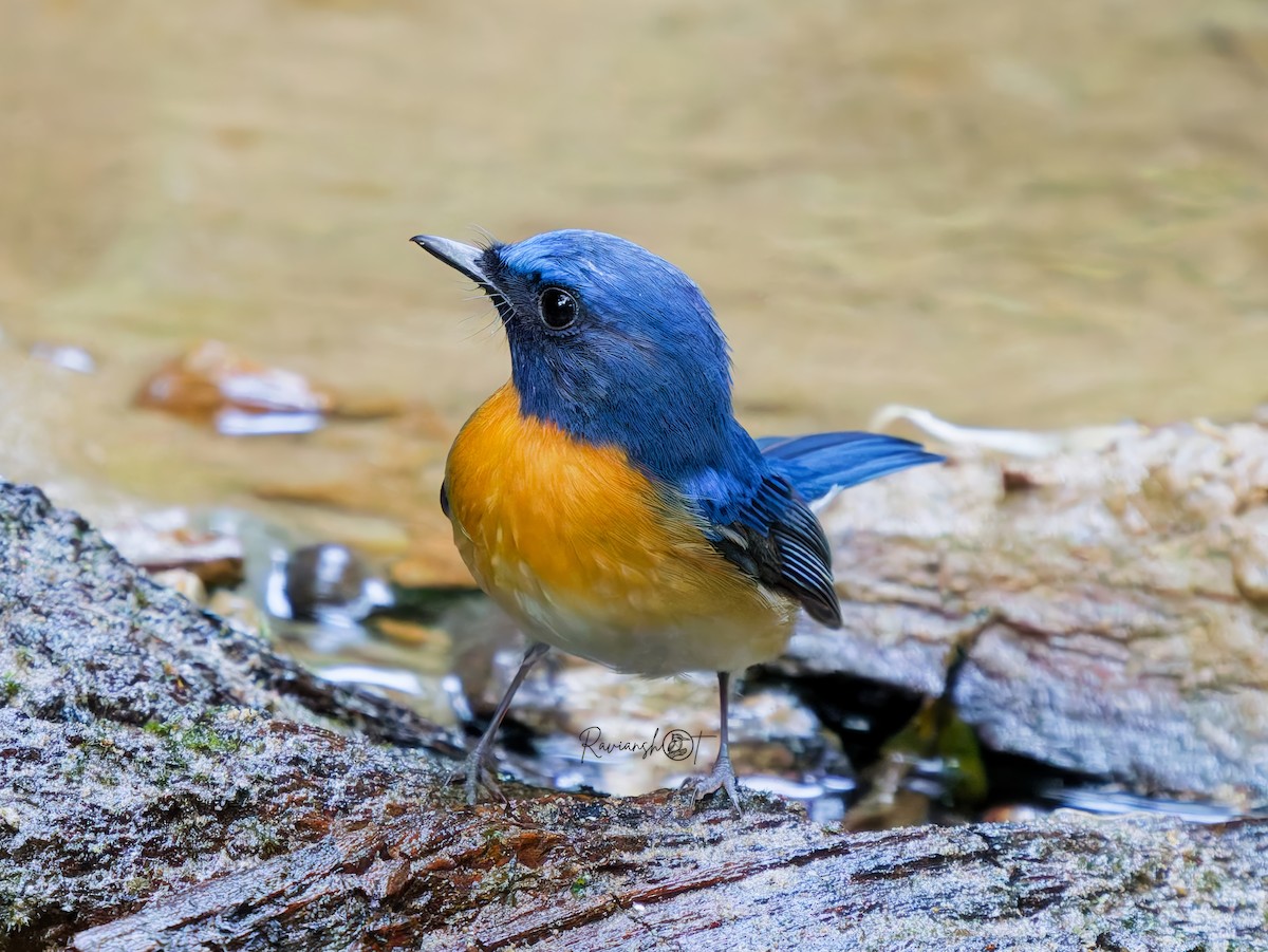 Blue-throated Flycatcher - ML646672167