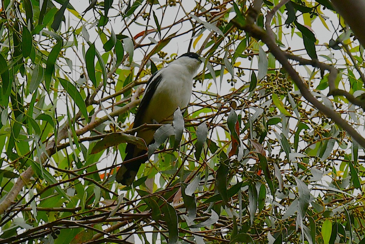 White-winged Triller - ML646672171