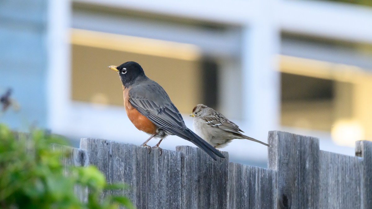 קיכלי נודד - ML646672173