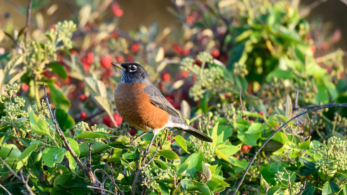 קיכלי נודד - ML646672174