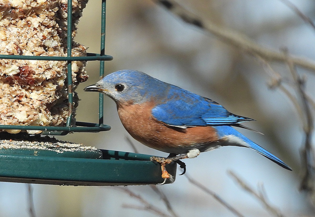 Блакитник східний - ML646672175