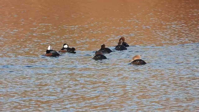 מרגון מקושט - ML646672176