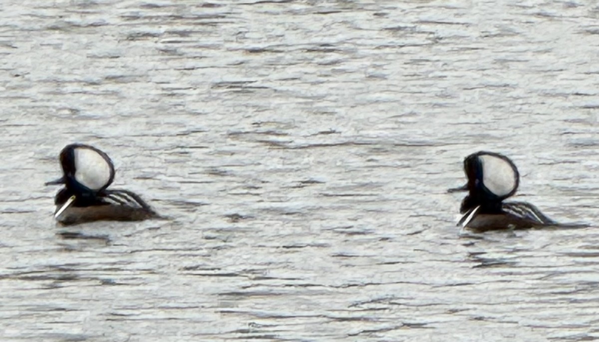 Крех жовтоокий - ML646672177