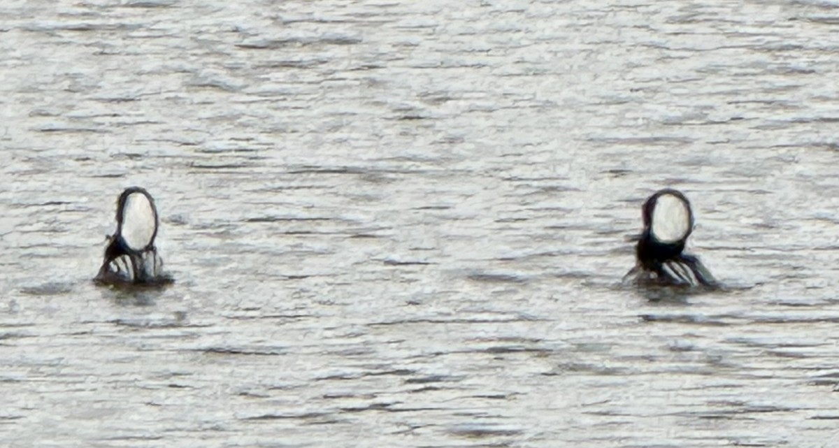 Крех жовтоокий - ML646672178