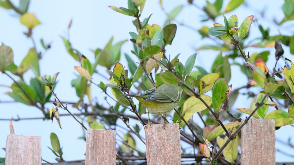 Reinita Coroninaranja - ML646672179