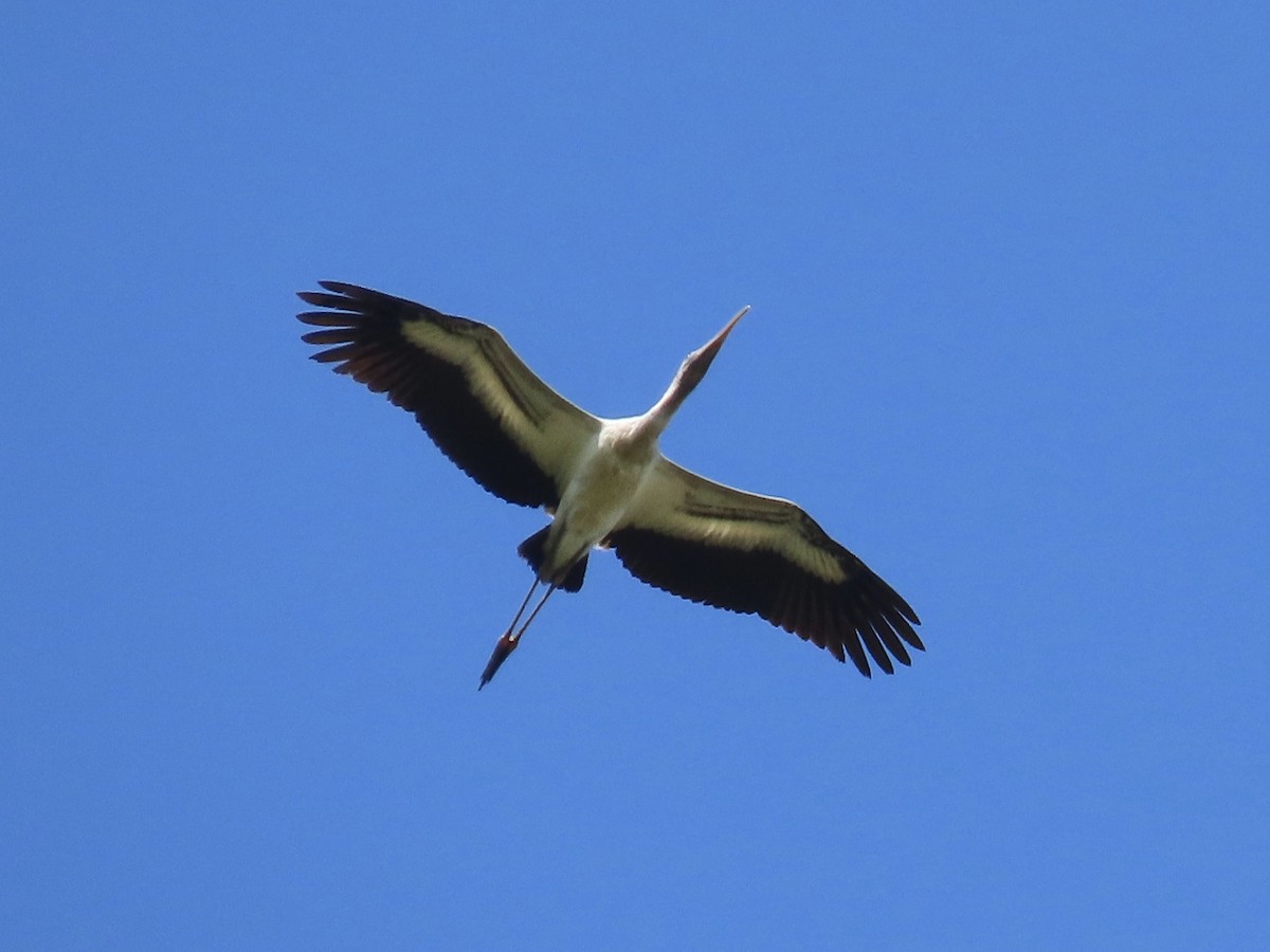 Wood Stork - ML646672181