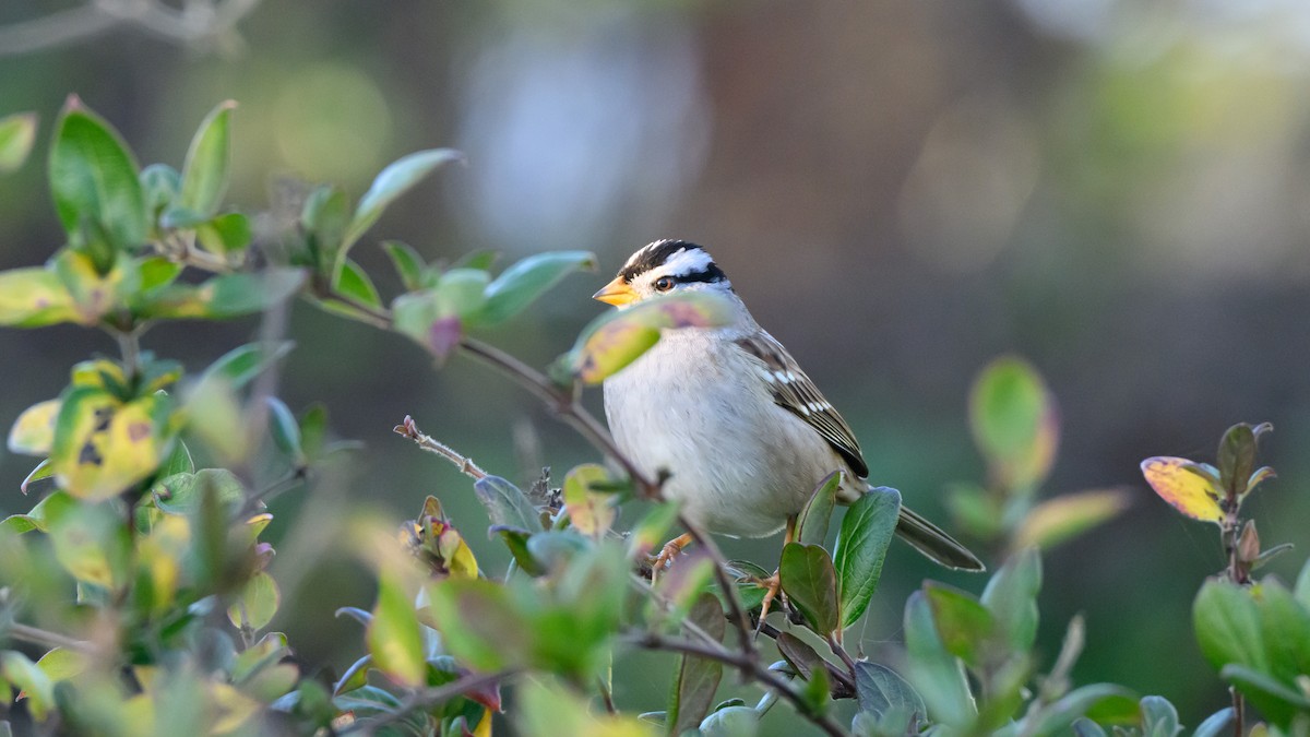 גיבתונית לבנת-כיפה - ML646672184
