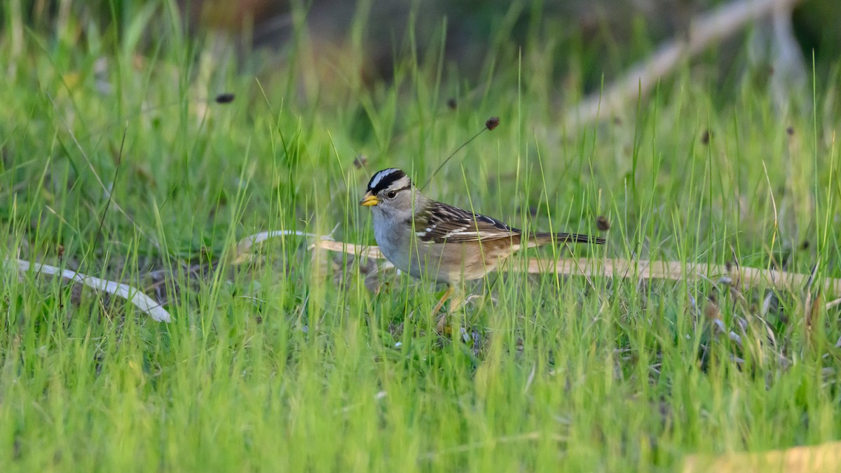גיבתונית לבנת-כיפה - ML646672185