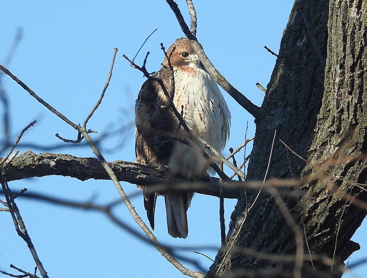 Red-tailed Hawk (borealis) - ML646672186