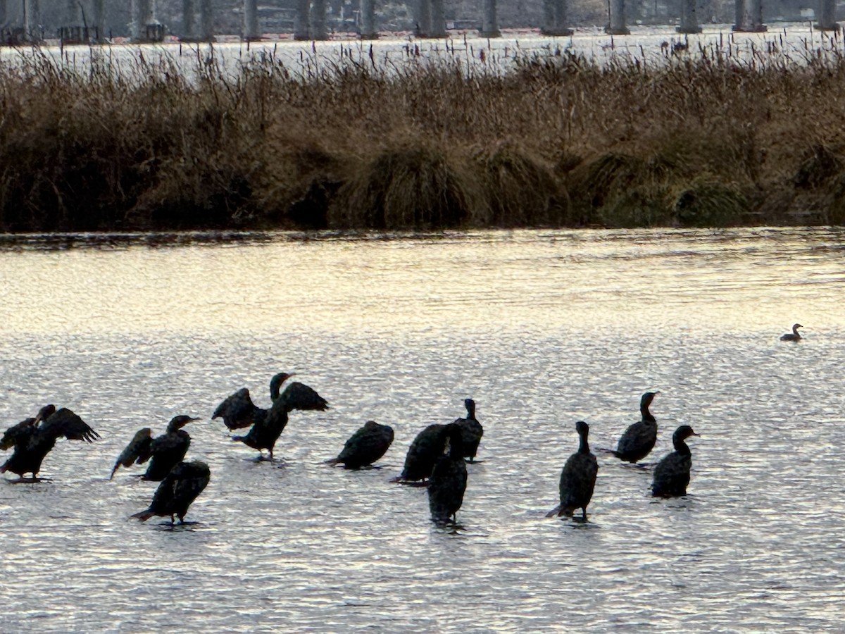 Баклан вухатий - ML646672188