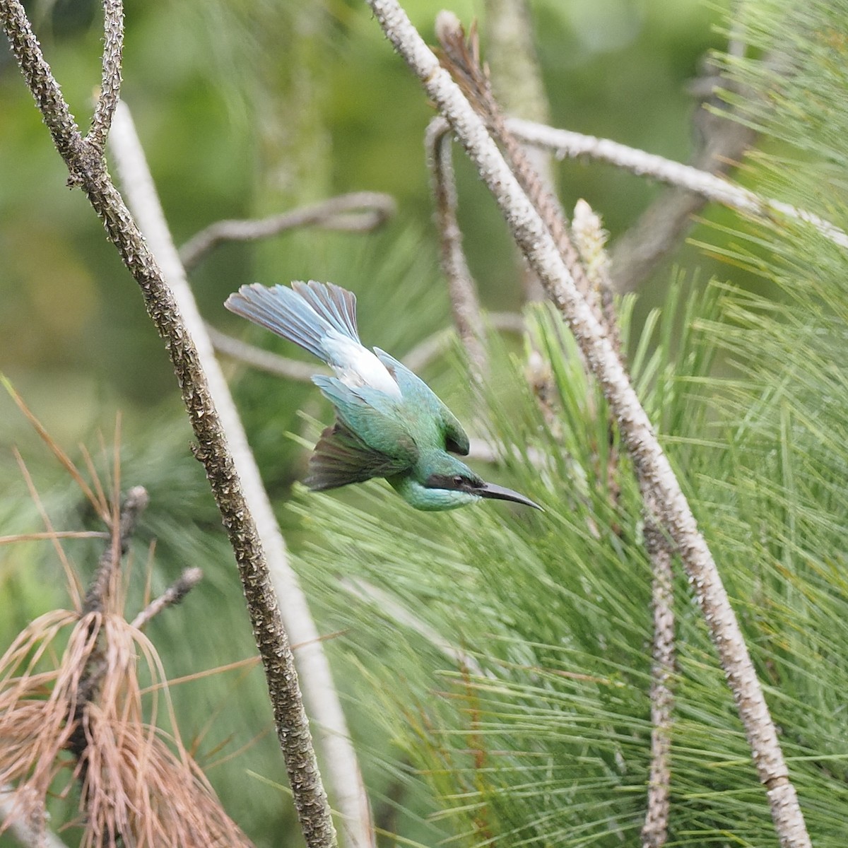 Blue-throated Bee-eater - ML646672190