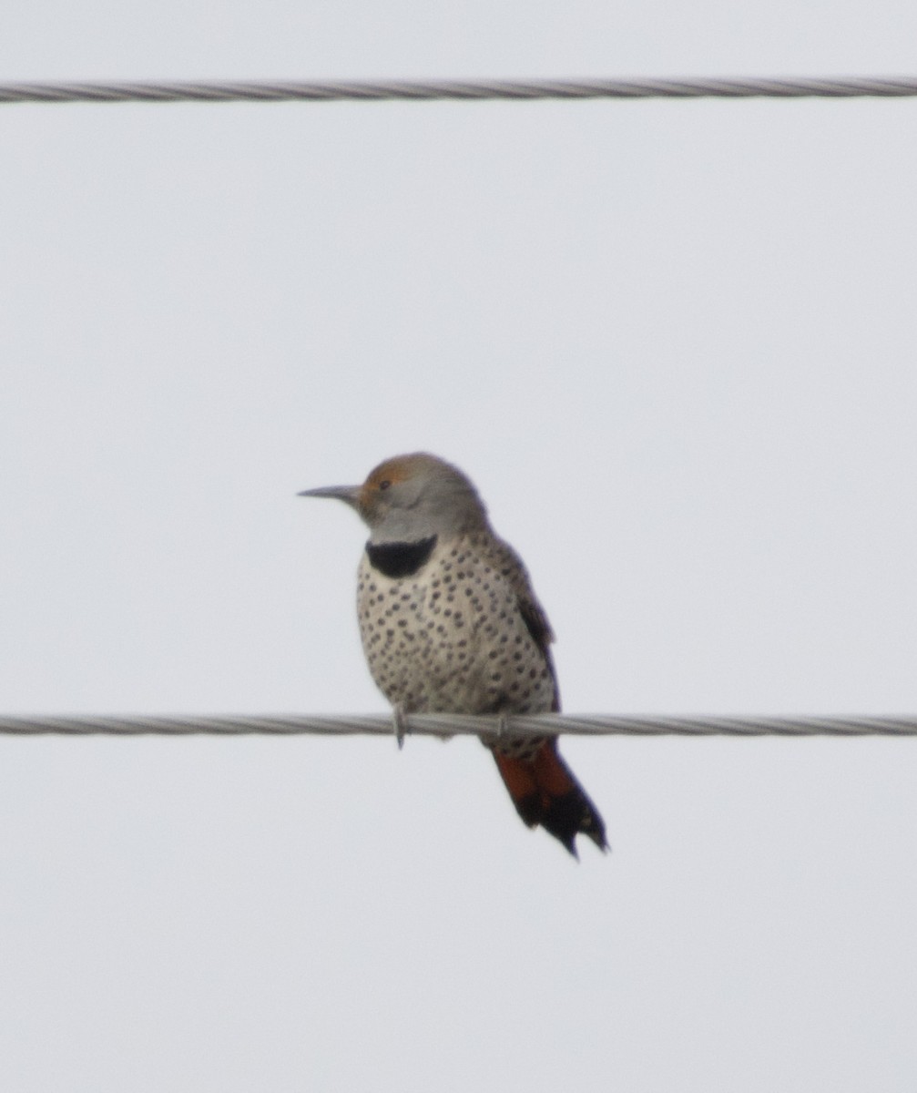 Northern Flicker - ML646672191