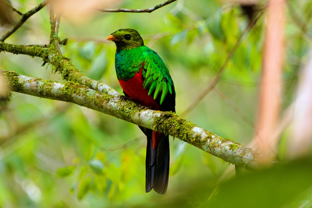 Golden-headed Quetzal - ML646672192