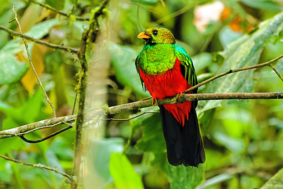 Golden-headed Quetzal - ML646672193