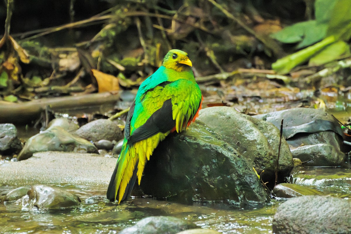 Golden-headed Quetzal - ML646672194