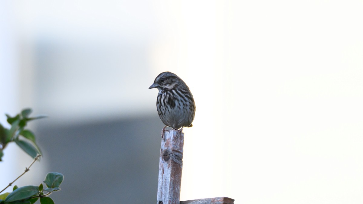 Song Sparrow - ML646672195