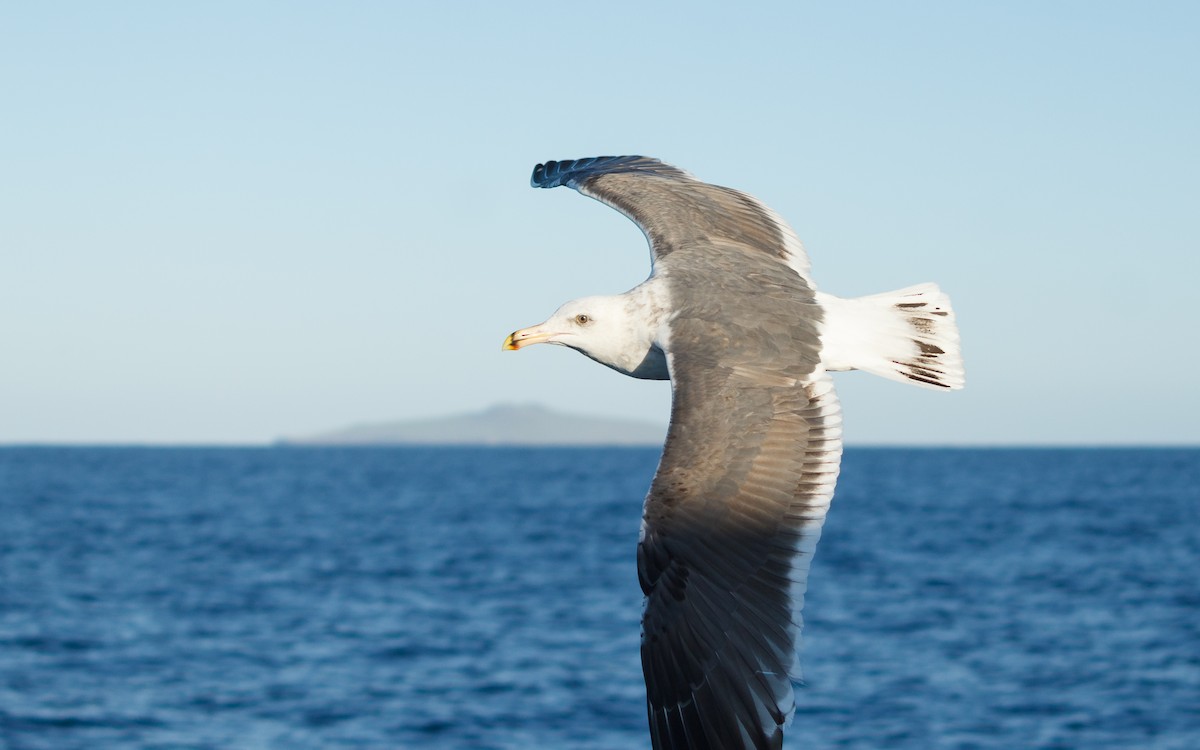 Western Gull - ML646672197