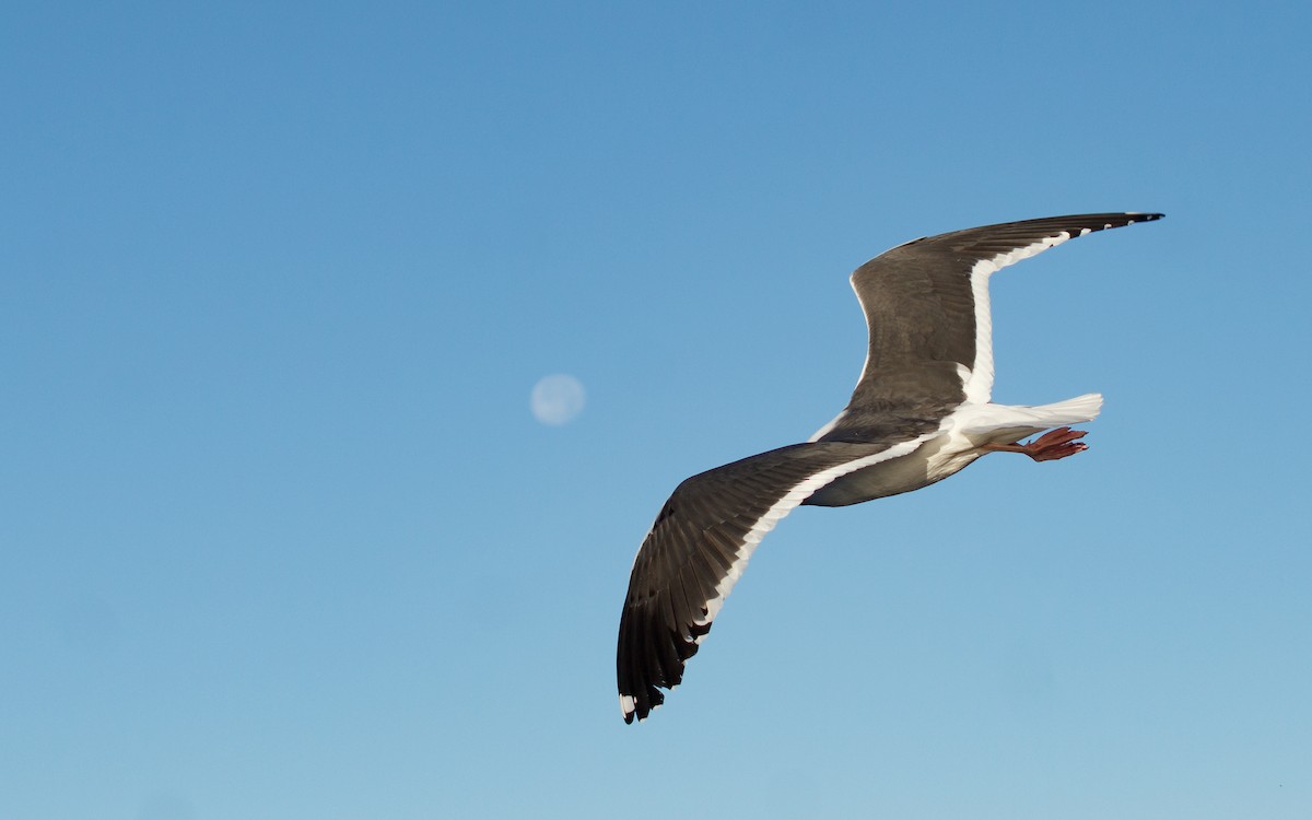 Western Gull - ML646672198