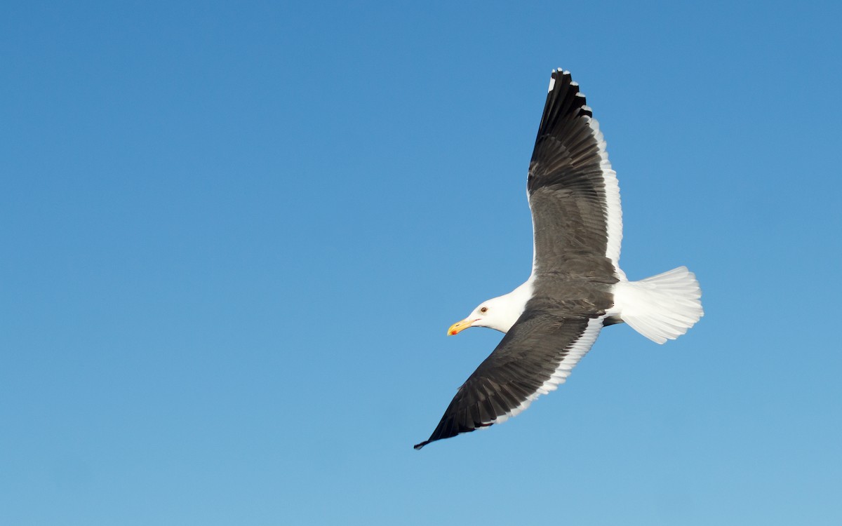 Western Gull - ML646672199