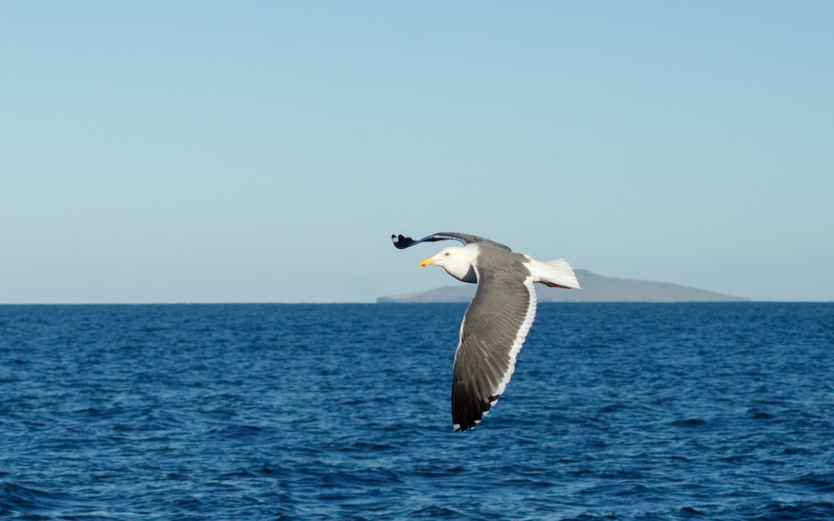 Western Gull - ML646672201