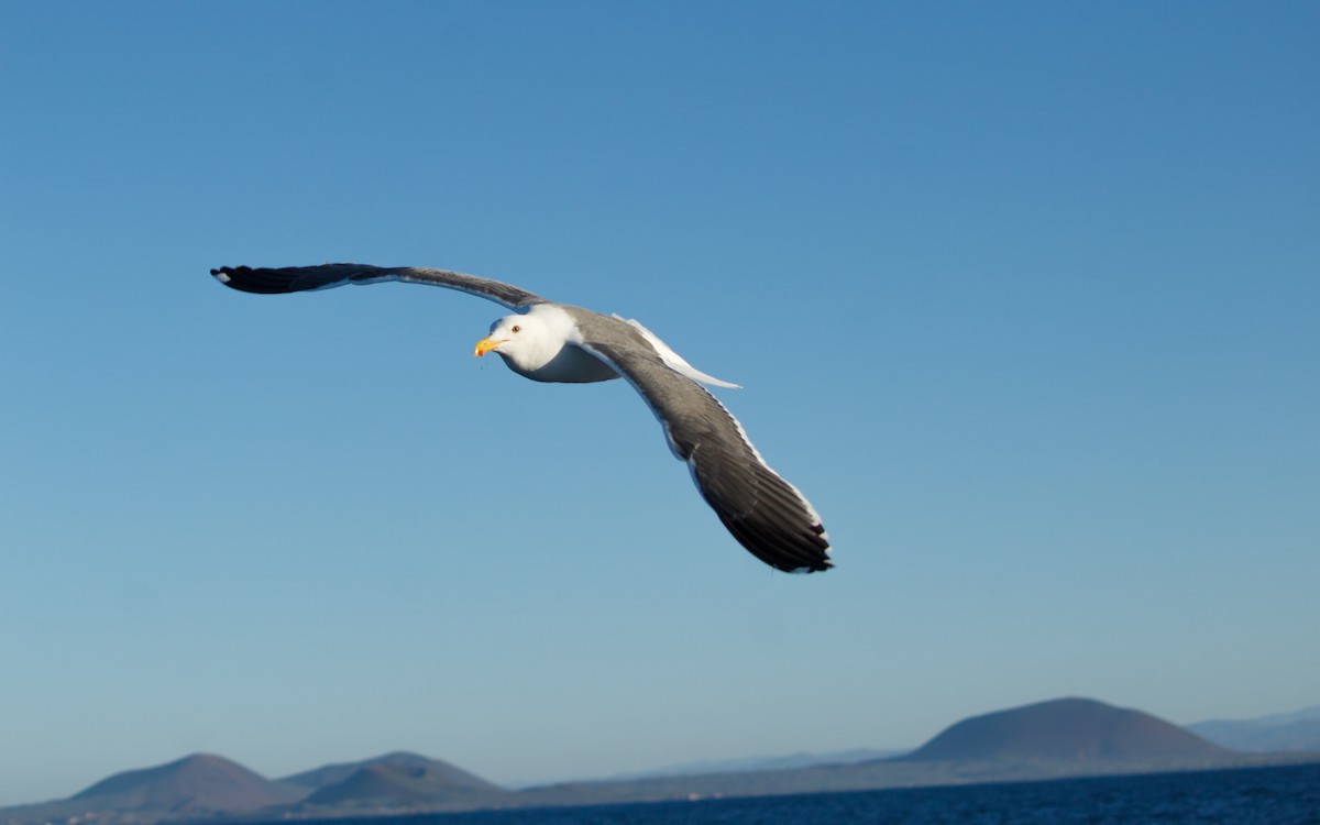 Western Gull - ML646672203