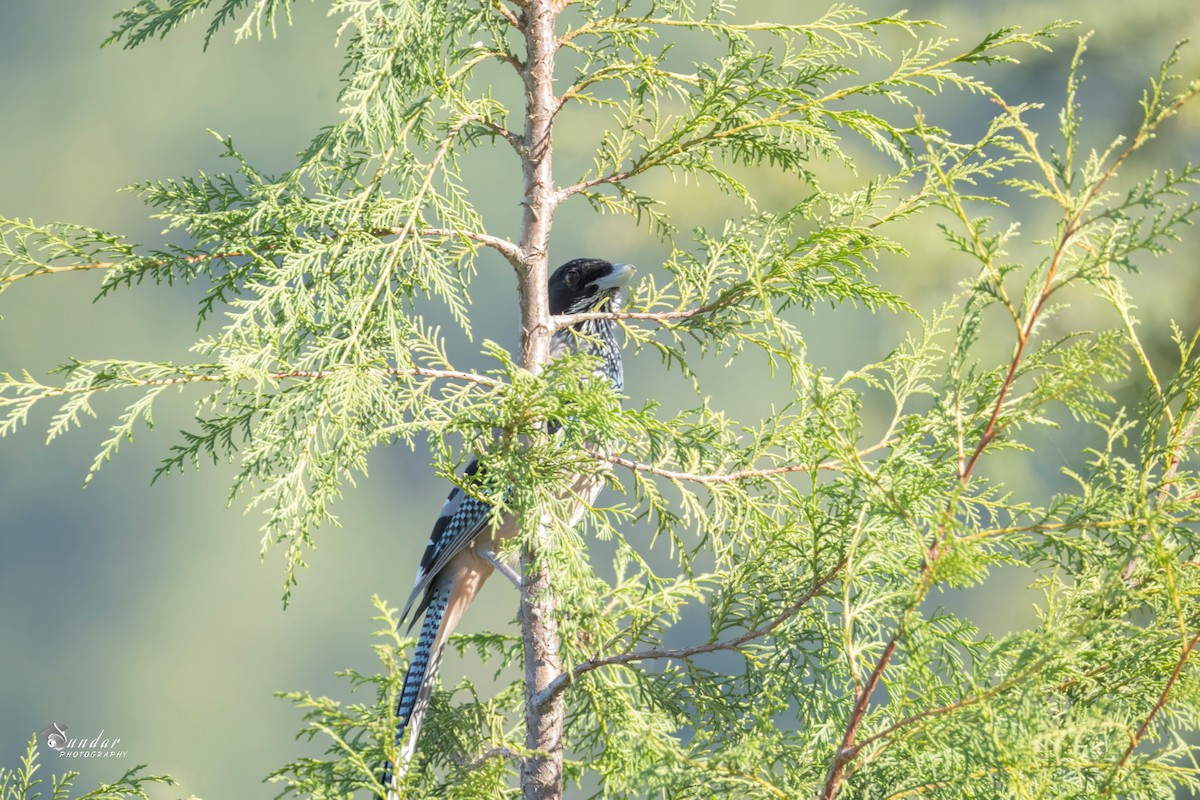 Black-headed Jay - ML646672204