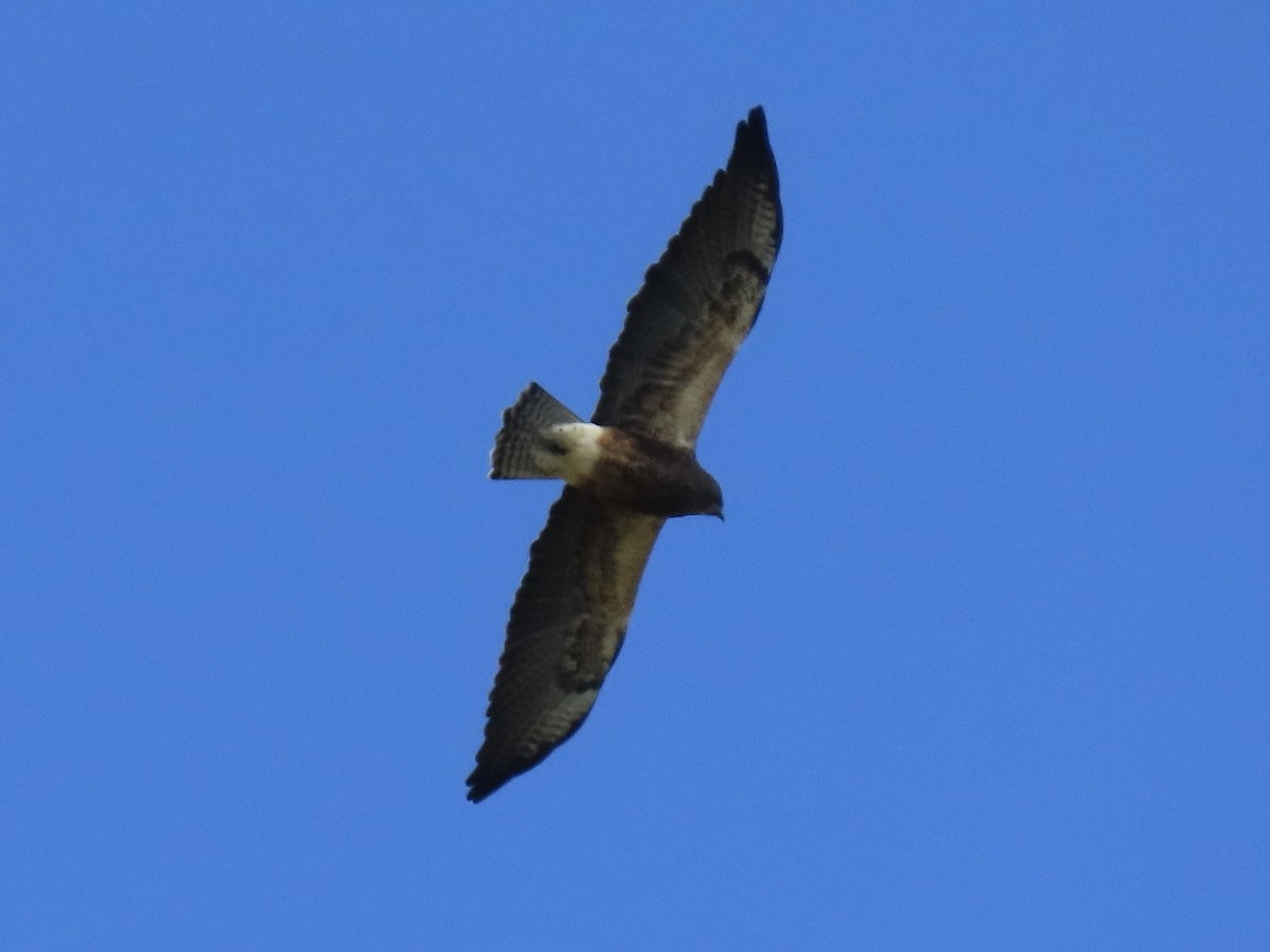 Swainson's Hawk - ML646672205