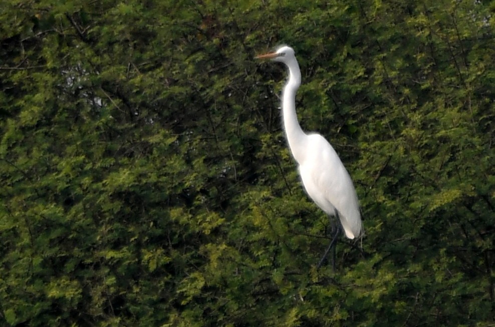 Great Egret - ML646672206