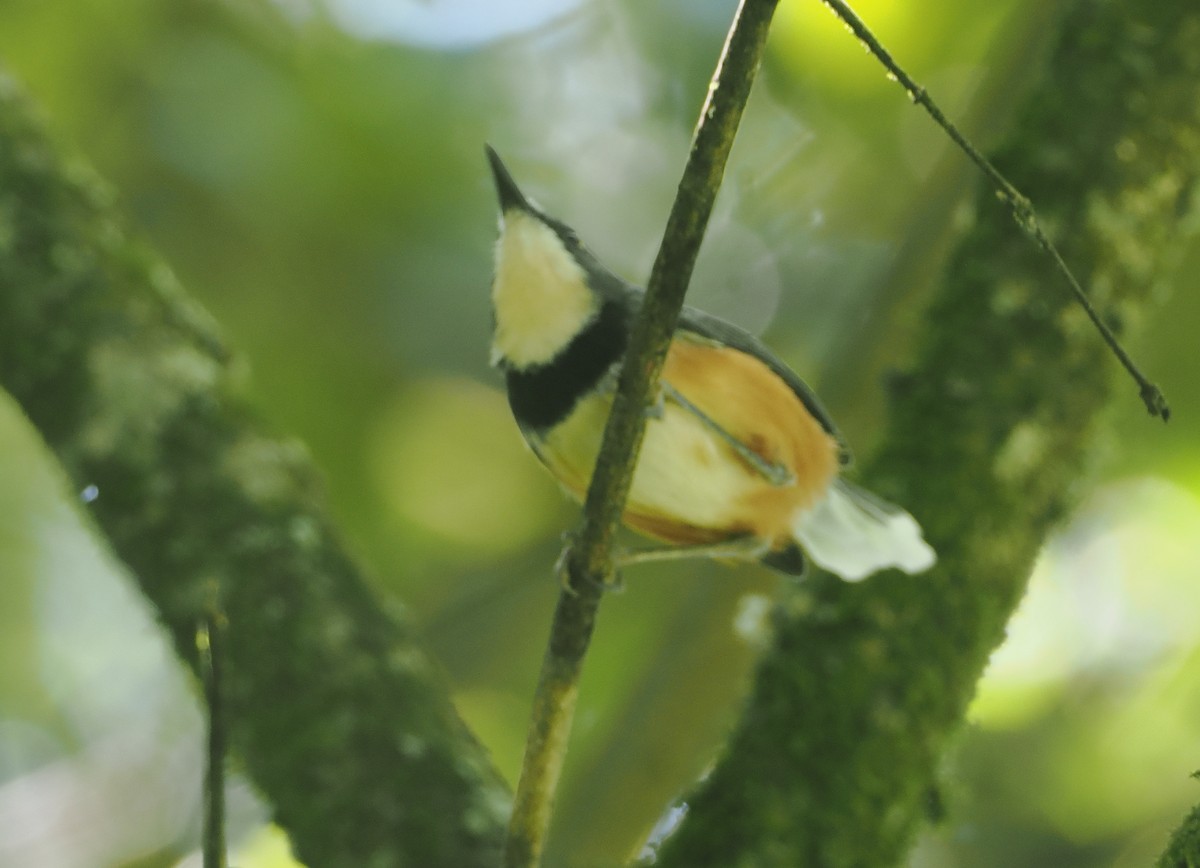 Black-collared Apalis - ML646672207