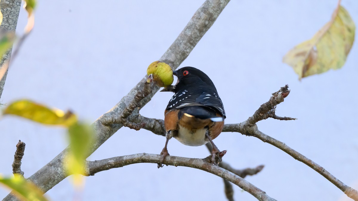Spotted Towhee - ML646672208