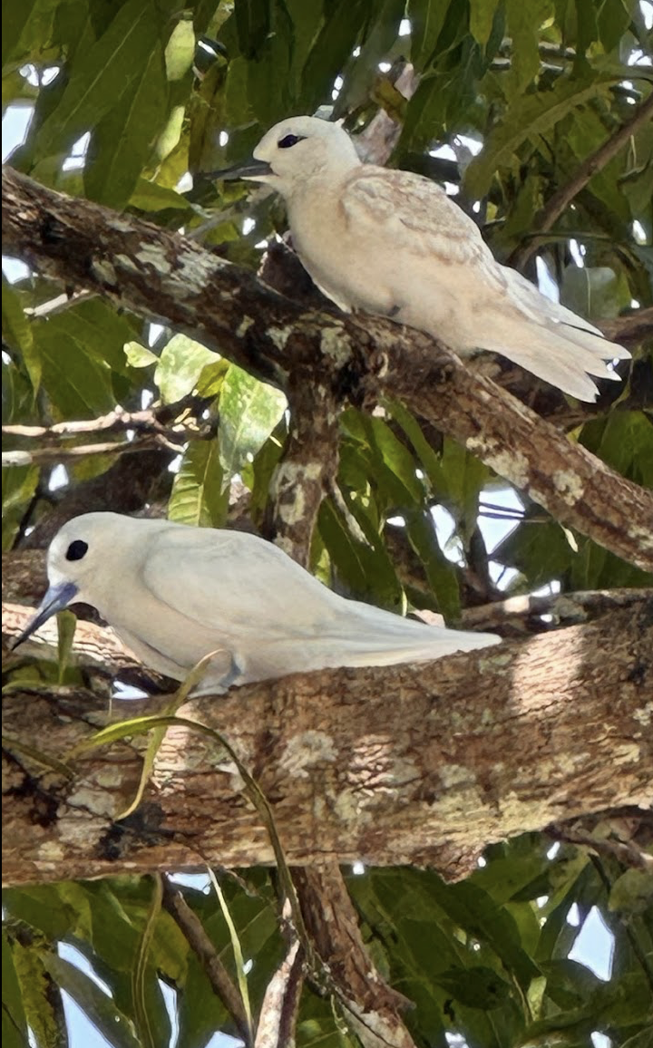 tern sp. - ML646672209