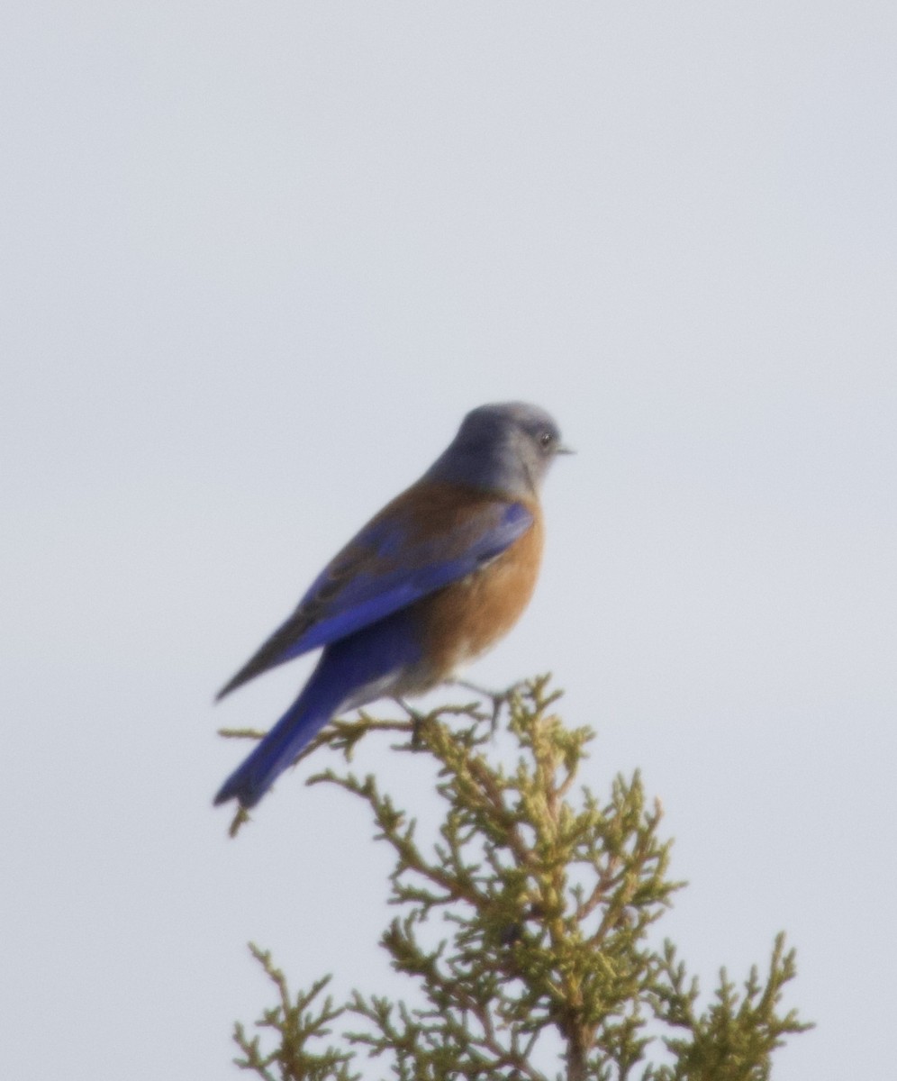 Western Bluebird - ML646672210