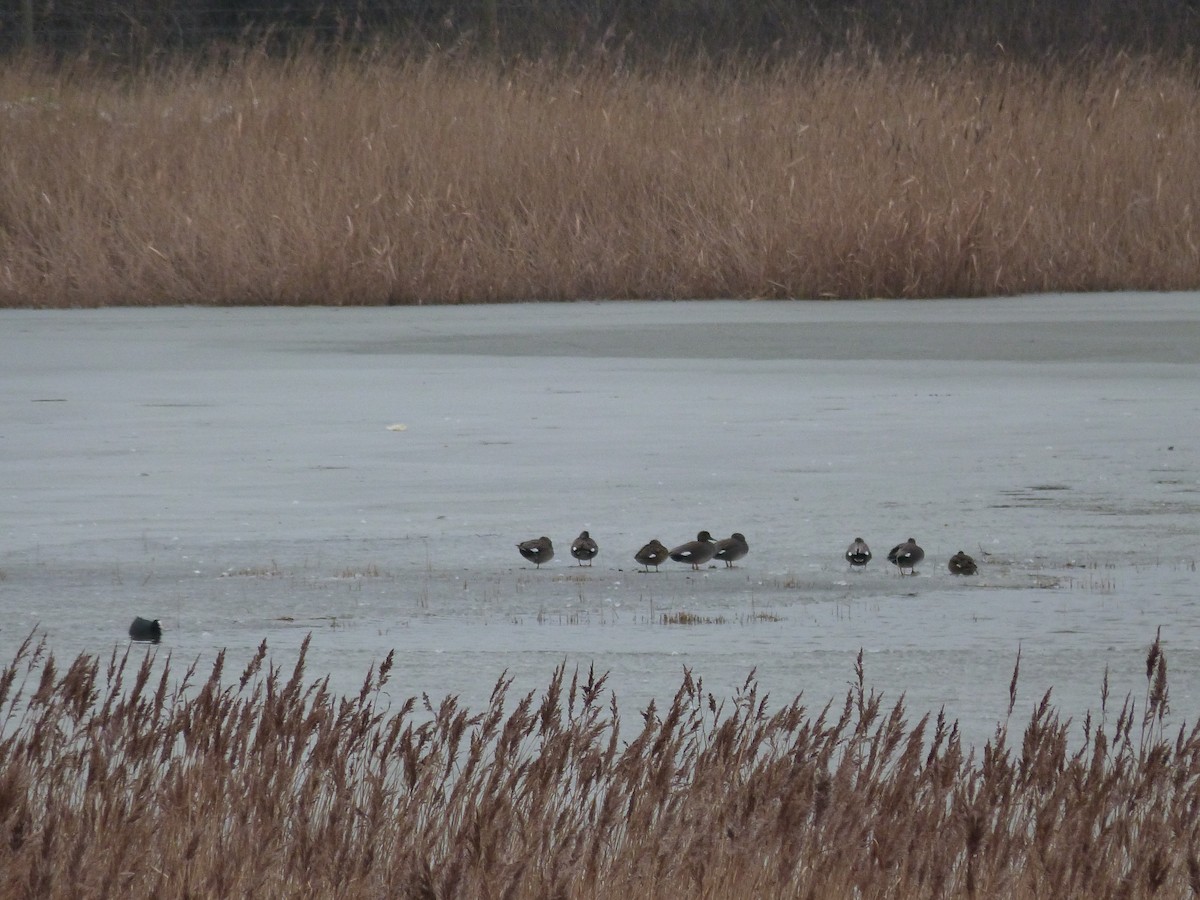 Gadwall - ML646672211