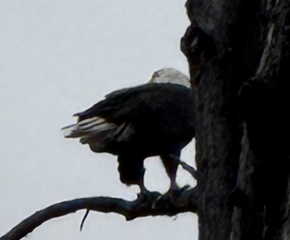 Bald Eagle - ML646672212