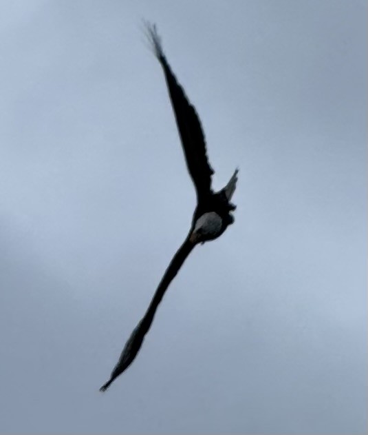 Bald Eagle - ML646672213