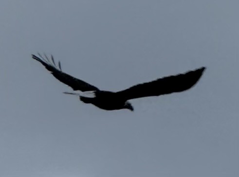 Bald Eagle - ML646672214