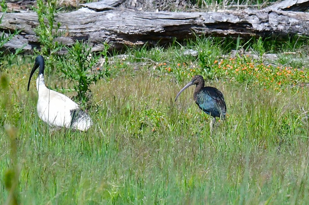 Glossy Ibis - ML646672215