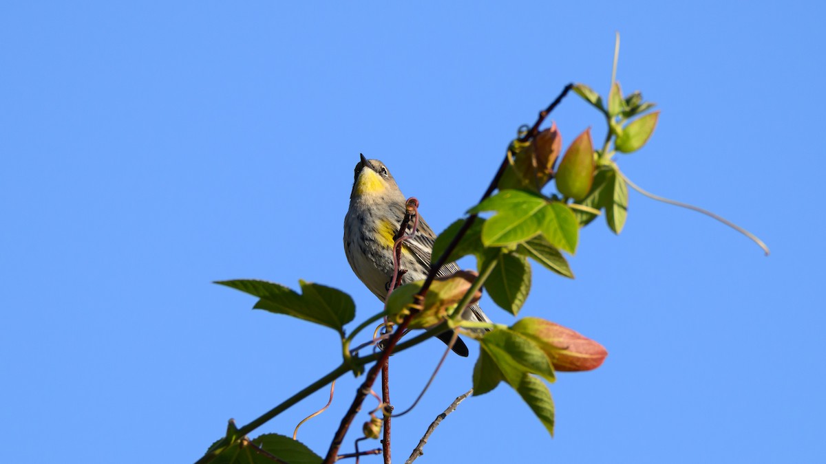 Yellow-rumped Warbler - ML646672216