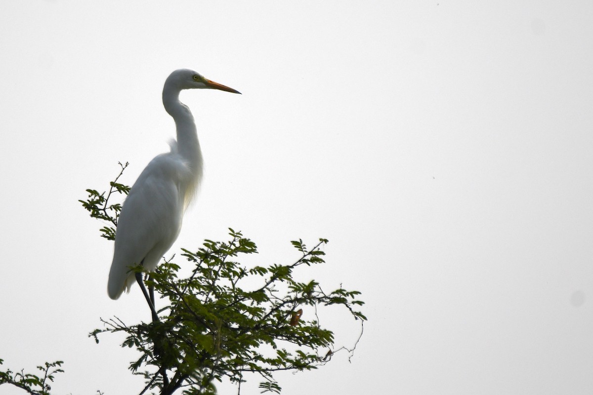 Medium Egret - ML646672217