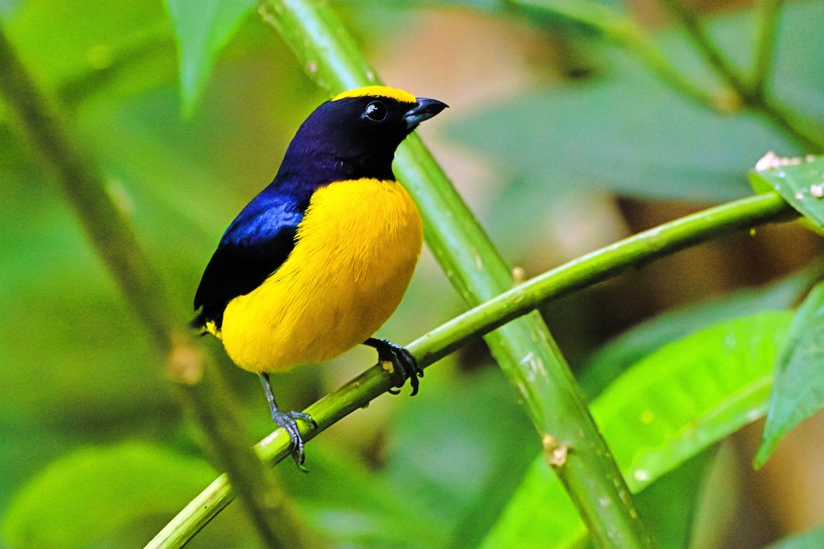 Thick-billed Euphonia - ML646672218